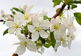鮮花,背景,滴