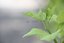 綠葉,草,花