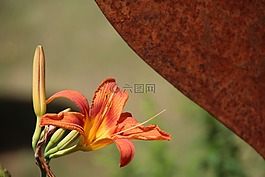 百合,花粉,橙