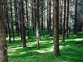 森林,樹木,苔