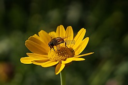花,hoverfly,黄色