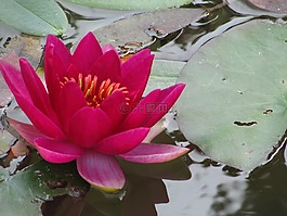蓮花,紅色,池塘