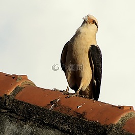 鷹-carrapateiro,鳥,獵物