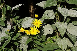 花,黃色,性質(zhì)