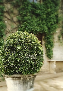 樹,植物,托皮