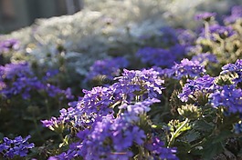 花,紫,性質(zhì)