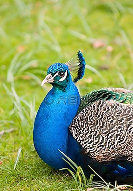 孔雀,鳥,動物