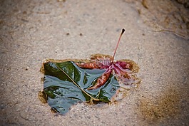 水坑,雨,水