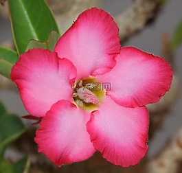 花,羅莎,鮮花