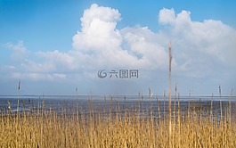 蘆葦,海,空氣