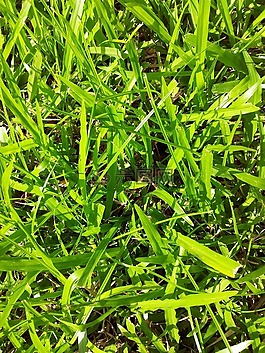 草,綠色,自然