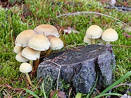 真菌,森林,殘端