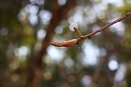 花蕾,南貓天,南貓天森林