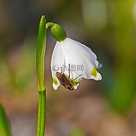 雪花,開花,甲蟲