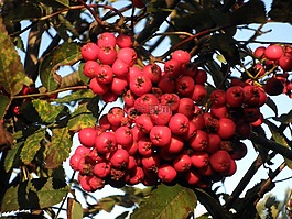 山灰,rowanberries,水果