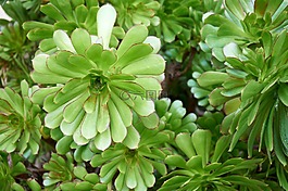 joubarde,植物,绿色