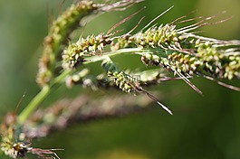 野花,夏季,字段