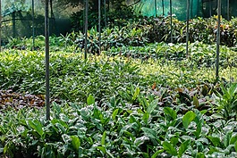 苗圃,植物,樹苗
