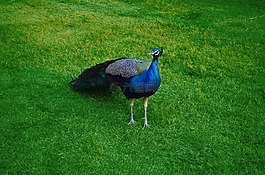 孔雀,野生動物,野生動物園