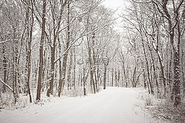 野生,森林,雪