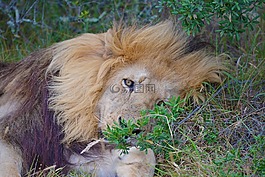獅子,南非,野生動物園