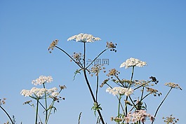 hogweed,花,天空