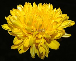 花,開(kāi)花,黃色