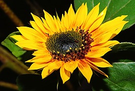 太陽(yáng)花,開(kāi)花,黃色
