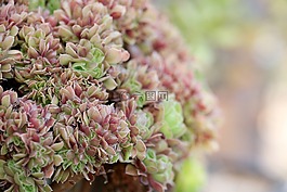 一種肉質(zhì)植物,肉質(zhì) 在這,仙人掌
