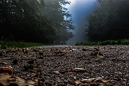 森林,霧,氣氛