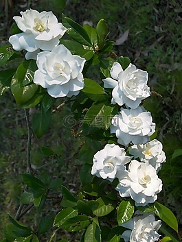 花,白,花園