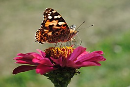 蝴蝶,花,飛
