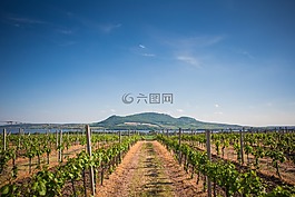 酒廠,葡萄園,農(nóng)業(yè)
