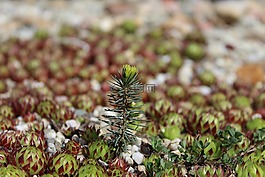 houseleek,杉木,分支机构