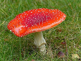 飛木耳,森林,秋季