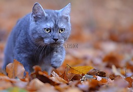年轻的猫,宿醉,叶子