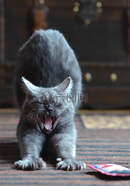 猫,宿醉,品种猫