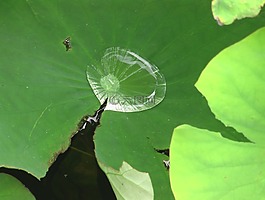 水滴,镜子,insectenbad