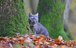 猫,品种猫,蓝色