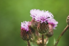 薊,爬行,野花