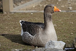 鵝,magelangans,喜鵲