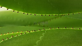 葉,刺,自然