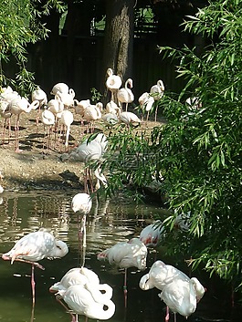 火烈鳥,動物園,粉紅色的火烈鳥