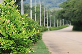 看,樹,性質(zhì)