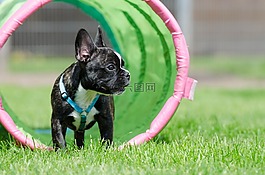 法國斗牛犬,小狗,隧道