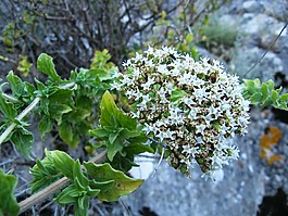 牛至onites,百里香,花卉