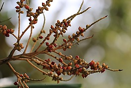 樹,廠,泰國(guó)