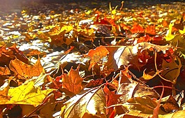 秋,葉,紅色