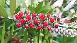 春,花,naturaleza