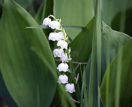 鲜花,莉莉山谷,大自然